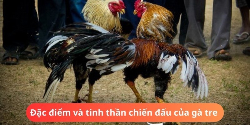 Khám phá đặc điểm cơ bản của loại hình đấu gà tre