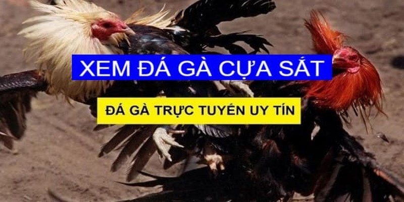 Khái niệm đá gà cựa sắt