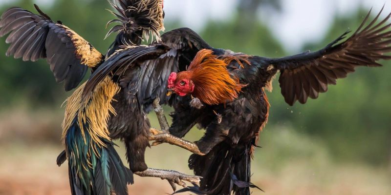 Ngoại hình là yếu tố quan trọng trong việc chọn gà chọi