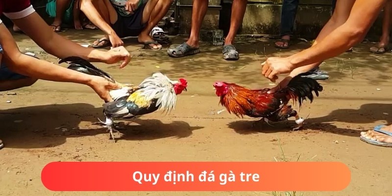 Tìm hiểu luật chọi gà tre