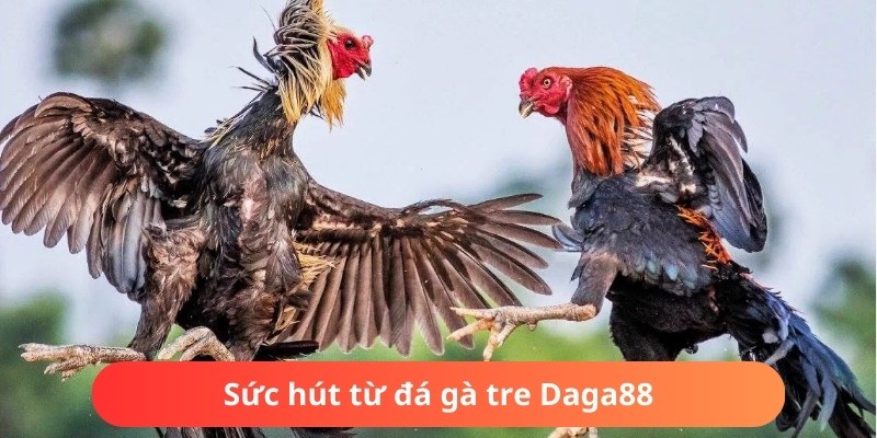 Trải nghiệm đá gà tre chất lượng cao tại Daga88